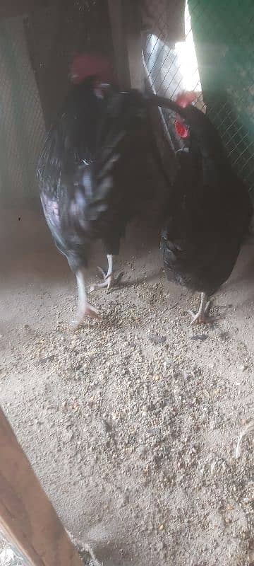 Ayam cemani grey tongue A plus quality for sale 1