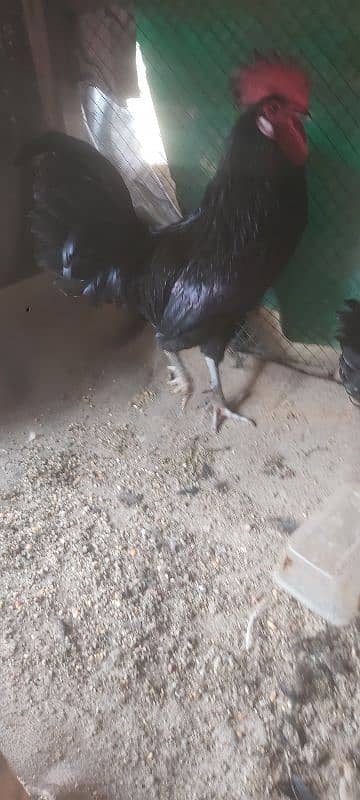 Ayam cemani grey tongue A plus quality for sale 2