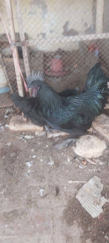 Ayam cemani grey tongue A plus quality for sale 3