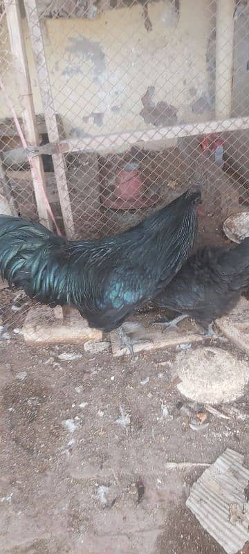 Ayam cemani grey tongue A plus quality for sale 4