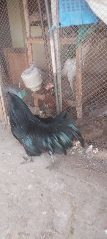 Ayam cemani grey tongue A plus quality for sale 5