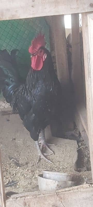 Ayam cemani grey tongue A plus quality for sale 6