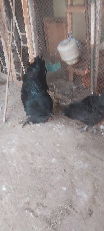 Ayam cemani grey tongue A plus quality for sale 7