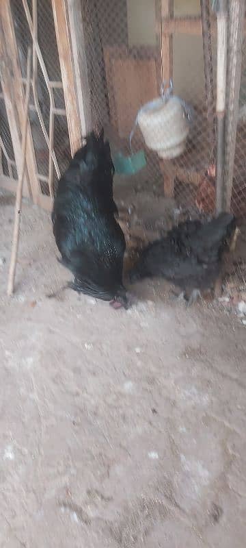 Ayam cemani grey tongue A plus quality for sale 8