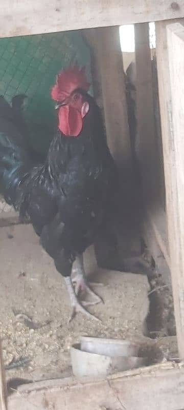 Ayam cemani grey tongue A plus quality for sale 9