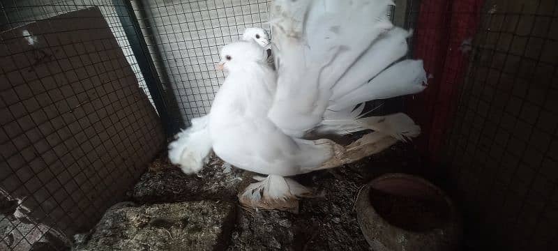 American Fantail Breeders Pair 0