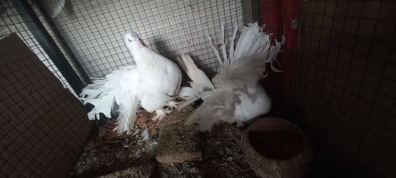 American Fantail Breeders Pair 1