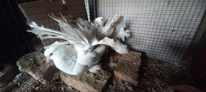 American Fantail Breeders Pair 2