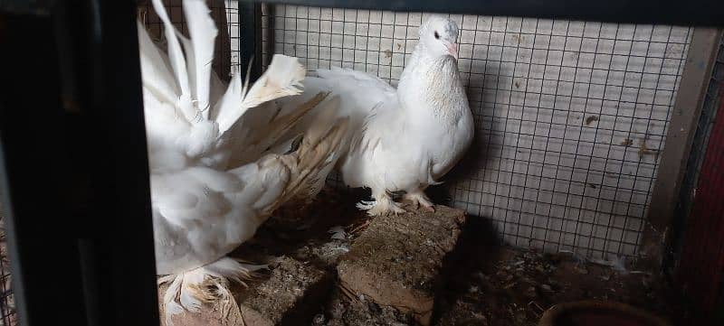 American Fantail Breeders Pair 3