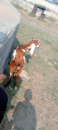 desi nagra goat for sell gahban