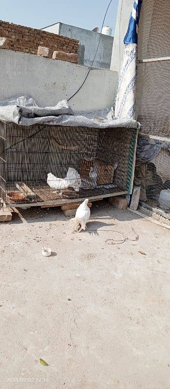 American Lakka kabotar pigeon 1