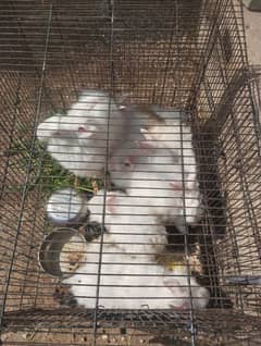 English angora Rabbit 3 to 5 age  03143612173