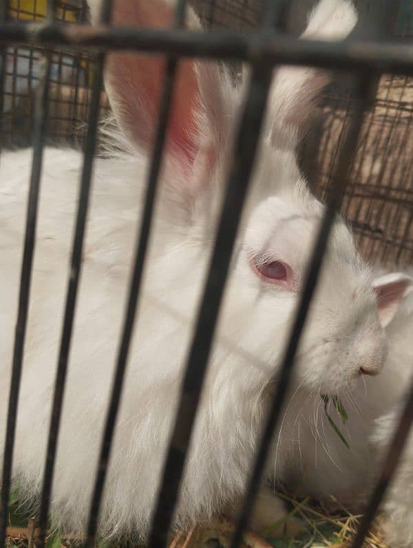 English angora Rabbit 3 to 5 age  03143612173 1