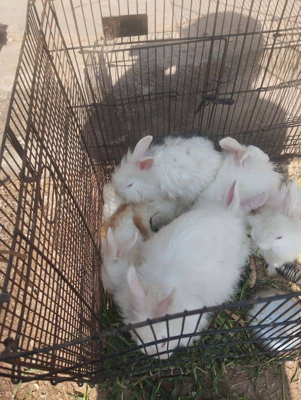 English angora Rabbit 3 to 5 age  03143612173 2