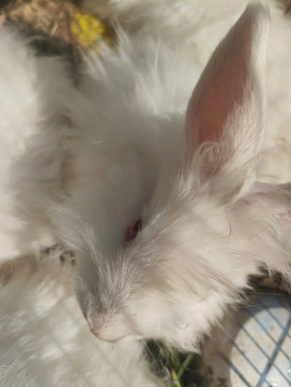 English angora Rabbit 3 to 5 age  03143612173 3