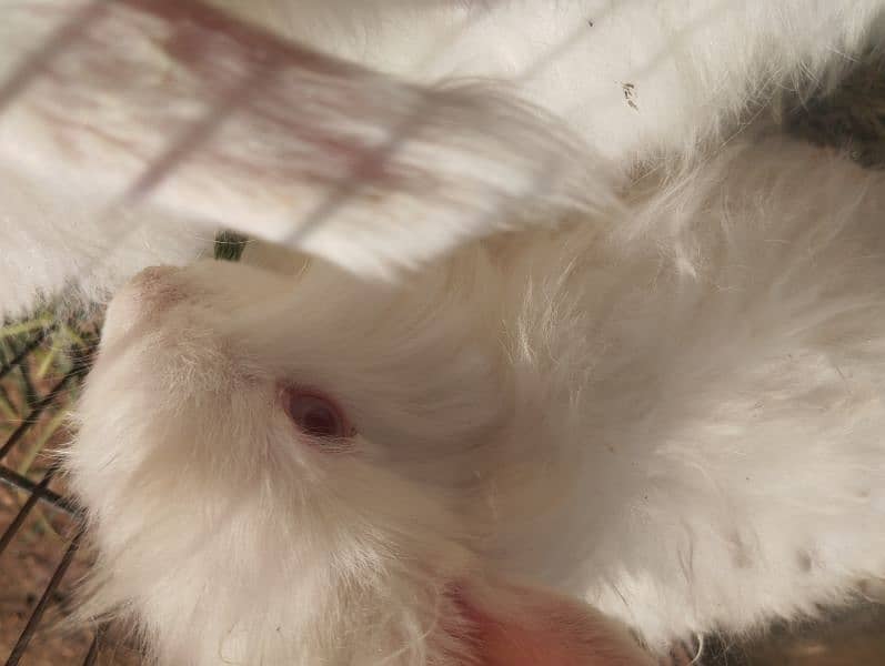 English angora Rabbit 3 to 5 age  03143612173 4