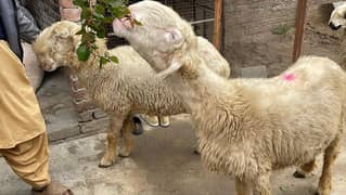 pure mandari shatri sheep