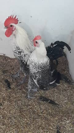 8 month Old egg laying Misri (Fayomi Pair) for sale