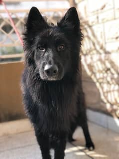 black german shepherd male available for sale