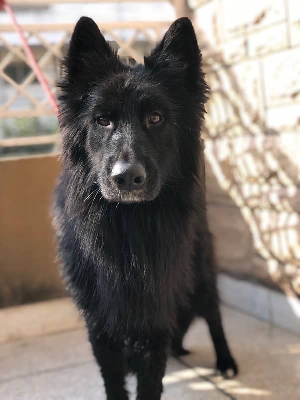 black german shepherd male available for sale 0