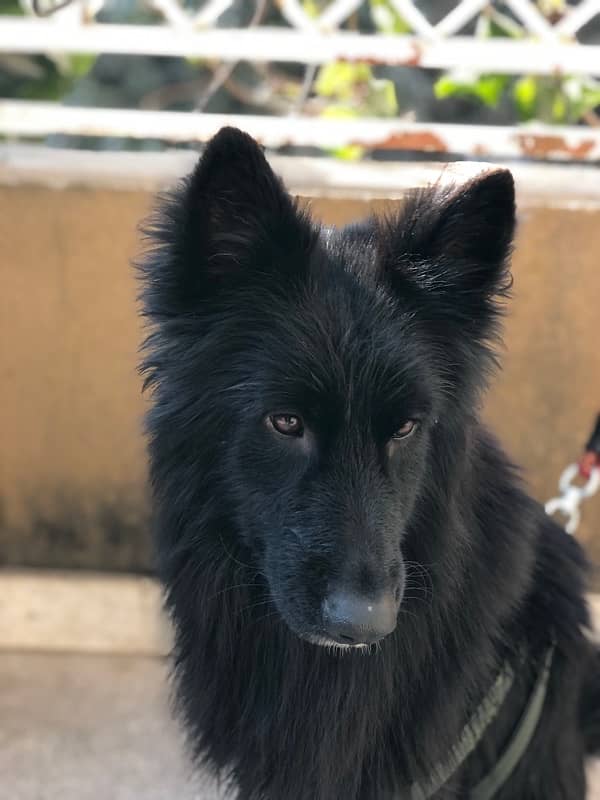 black german shepherd male available for sale 2