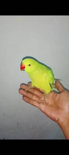 PRICE FINAL HA GREEN PARROT AGE 8 MONTH SAMI TAME 0316 / 4715 / 755