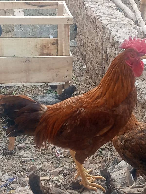 Desi eggs available 0