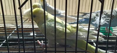 Rainbow budgies pair age 4 months looking for new shelter