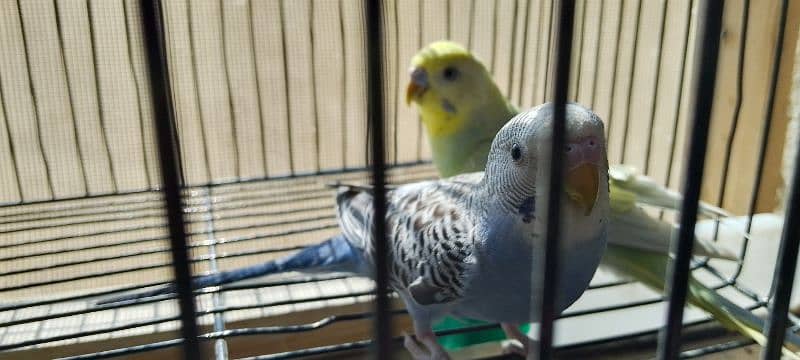 Rainbow budgies pair age 4 months looking for new shelter 1