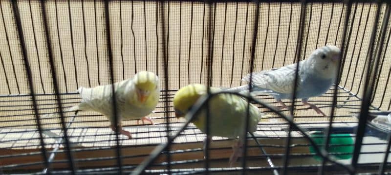 Rainbow budgies pair age 4 months looking for new shelter 2