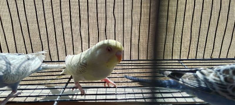 Rainbow budgies pair age 4 months looking for new shelter 4