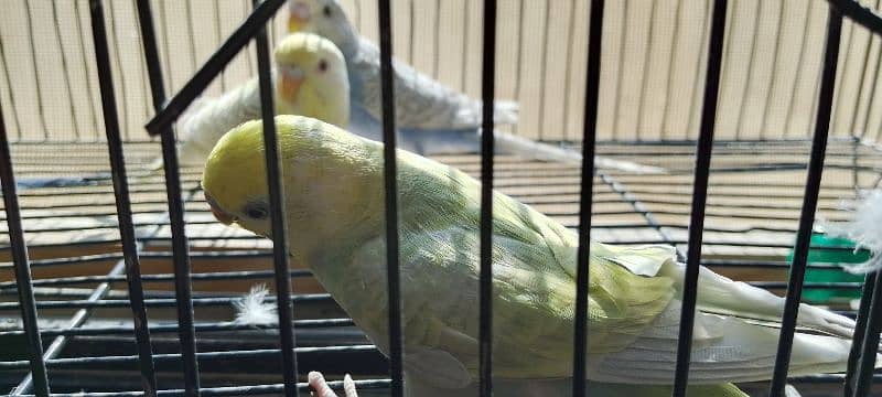 Rainbow budgies pair age 4 months looking for new shelter 5