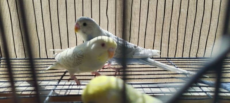 Rainbow budgies pair age 4 months looking for new shelter 6