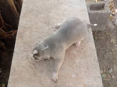 Gray dog male puppy