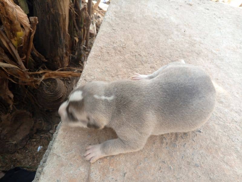 Gray dog male puppy 1