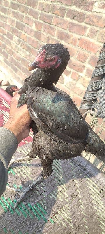 3 black mandiyan sale (eggs de RHI Hain) urgent sale 0