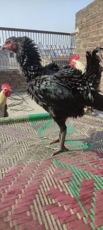 3 black mandiyan sale (eggs de RHI Hain) urgent sale 1