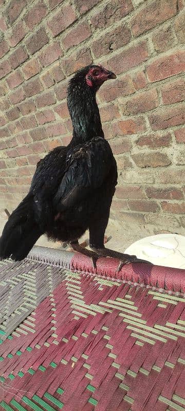 3 black mandiyan sale (eggs de RHI Hain) urgent sale 2