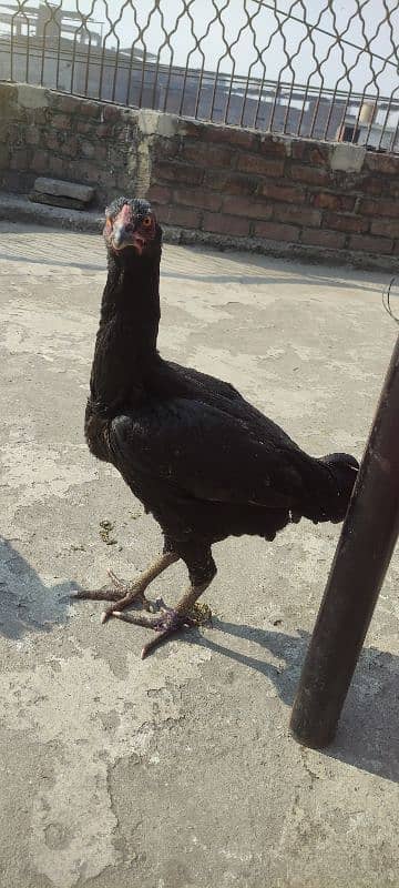 3 black mandiyan sale (eggs de RHI Hain) urgent sale 3