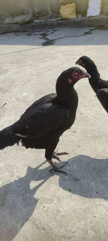 3 black mandiyan sale (eggs de RHI Hain) urgent sale 5