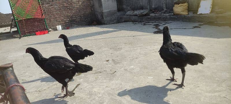 3 black mandiyan sale (eggs de RHI Hain) urgent sale 6