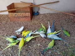 Australian Bajri (budgies) phatty for sale