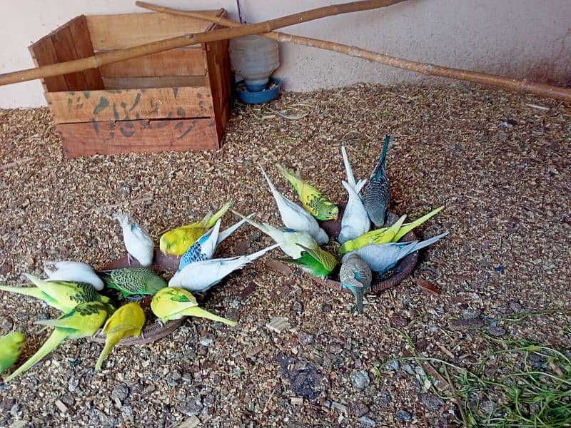 Australian Bajri (budgies) phatty for sale 1