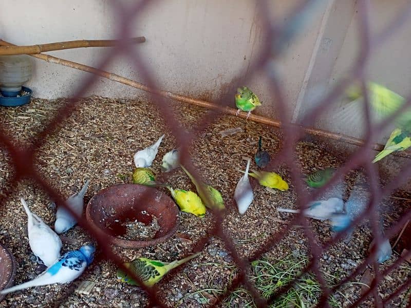 Australian Bajri (budgies) phatty for sale 2