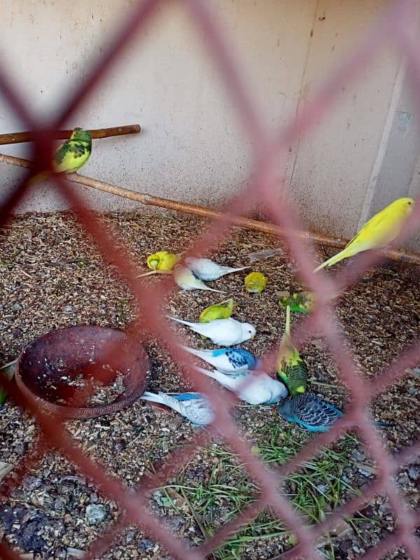 Australian Bajri (budgies) phatty for sale 3