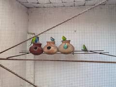 Australian budgie Parrots for sale 3 pairs just in 1800