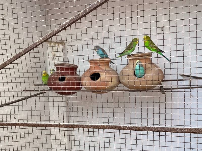 Australian budgie Parrots for sale 3 pairs just in 1800 1