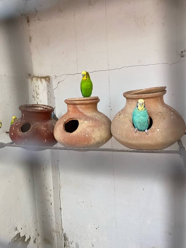 Australian budgie Parrots for sale 3 pairs just in 1800 2