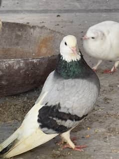 fancy pigeons for sale