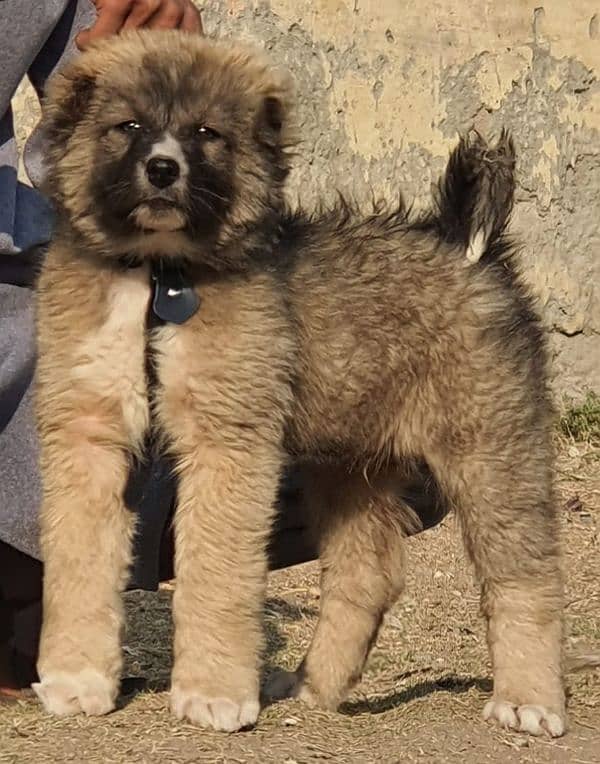 Bakarwal dog male age 3 month havey bone for sale 0